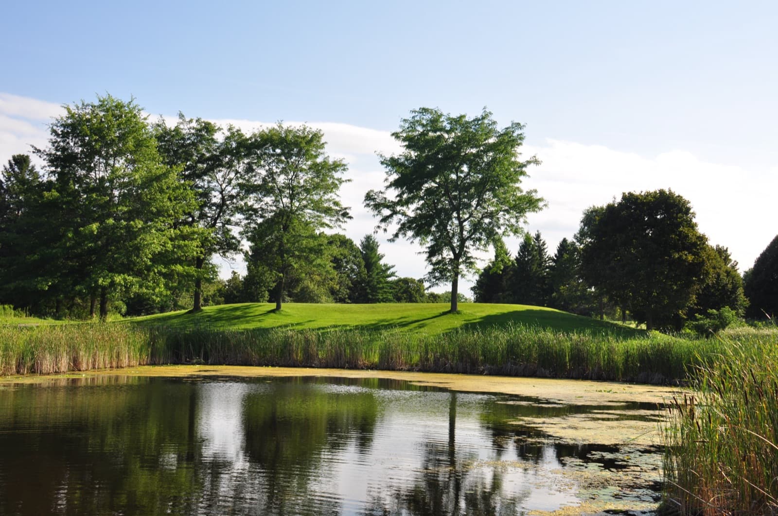 Two trees on a grass mound reflected in a still pond